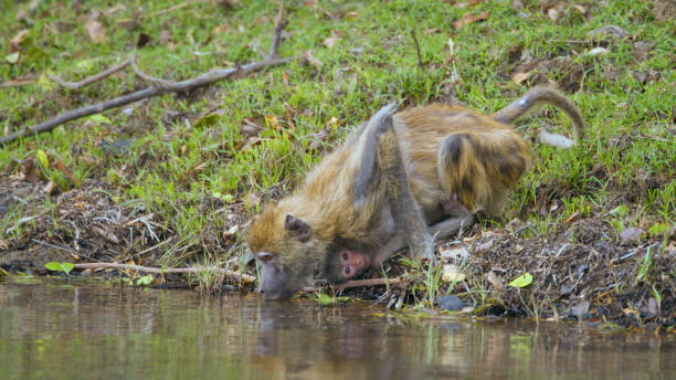 Yellow Baboons Quenching Thirst in Kafue National Park