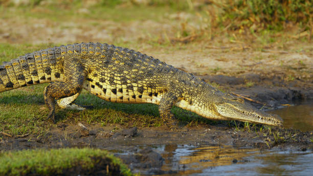 Majestic Nile Crocodile Lurking by Kafue River