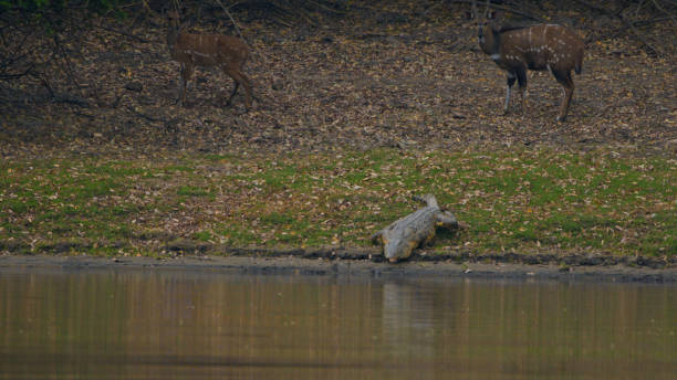 Nile Crocodile Basking by Kafue River with Grazing Antelopes