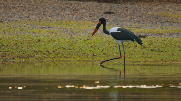 Elegant Saddle-Billed Stork by Kafue River