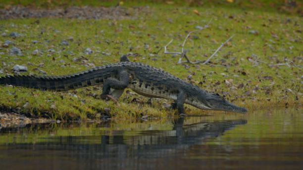 istock Nile Crocodile Lurking by Kafue River 2170945024