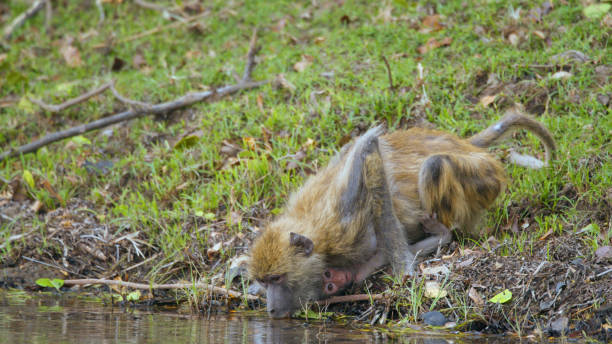 Yellow Baboons Quenching Thirst in Kafue National Park