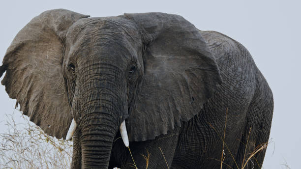 Majestic African Elephant Along Kafue River Bank