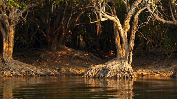 A tranquil scene showcasing twisted trees with extensive roots along the serene Kafue riverbank, reflecting the golden hues of a setting sun.
