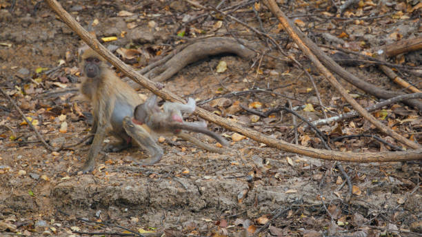 Alert Yellow Baboon with Infant in Kafue National Park
