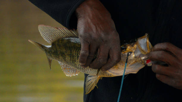 A close-up shows a black fisherman's skilled hands holding a freshly caught fish by the Kafue River, displaying his expertise and the tools of his trade.