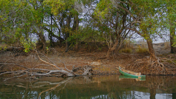 Kafue River Landscape with Lions Resting