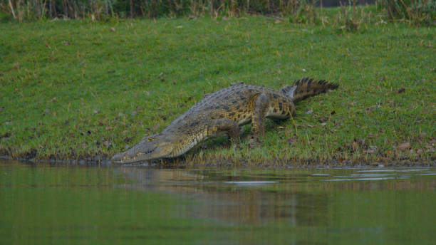 Majestic Nile Crocodile at Kafue River Bank