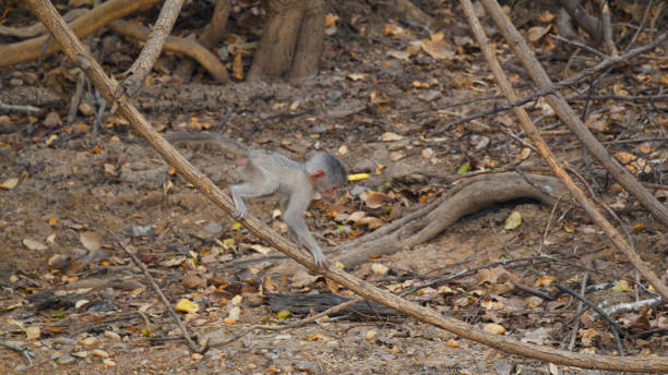 Alert Yellow Baboon Navigating Kafue National Park Terrain