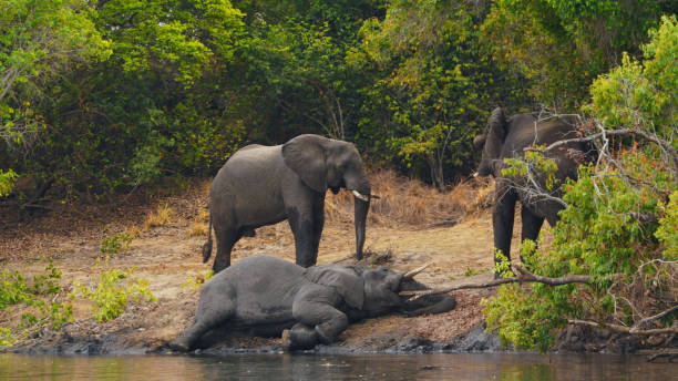 African Elephants at Rest by Kafue River