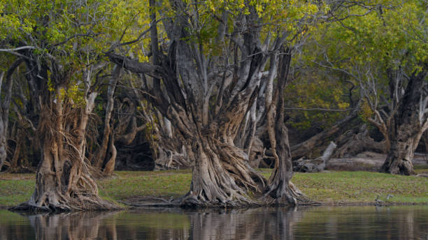 istock Ancient Trees Along Kafue River Banks 2170945054