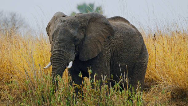 Majestic African Elephant in Kafue National Park