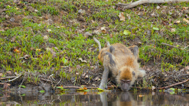 Yellow Baboon Quenching Thirst in Kafue National Park