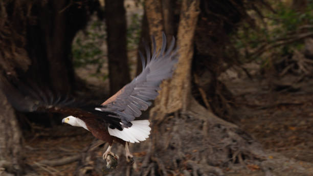 African Fish Eagle in Flight at Kafue National Park