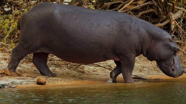 Sunset Serenity with Hippos in Kafue River