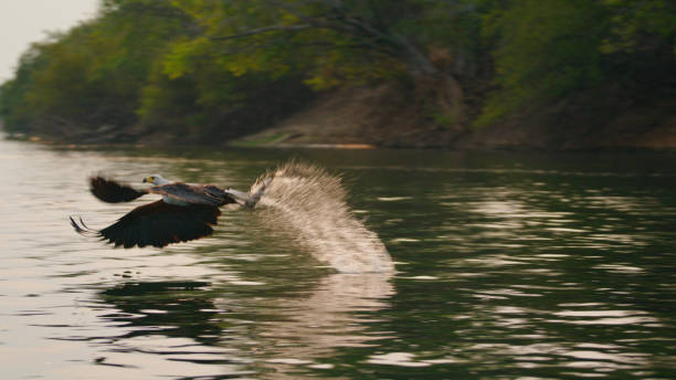 African Fish Eagle in Flight at Kafue National Park