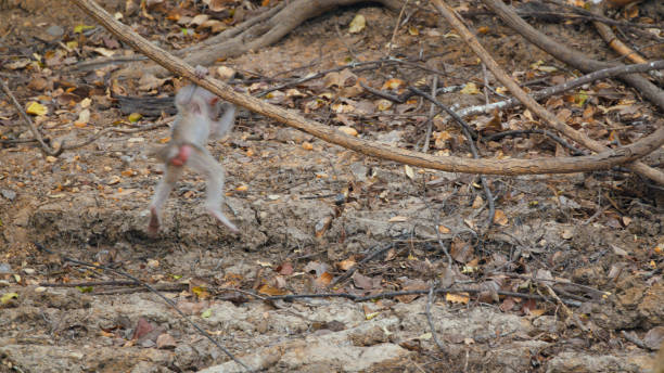 Agile Yellow Baboon Leaping in Kafue National Park