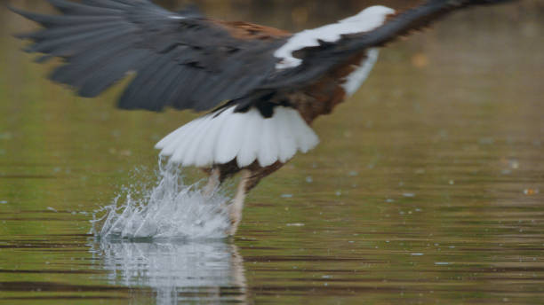 African Fish Eagle Hunting in Kafue National Park