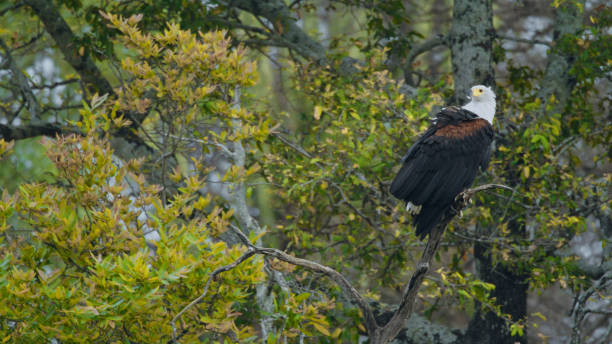 Majestic African Fish Eagle Perched in Kafue National Park