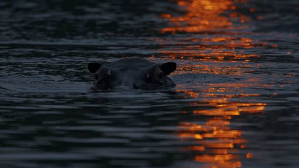 istock Sunset Hue on Kafue River with Hippo Emerging 2170945088