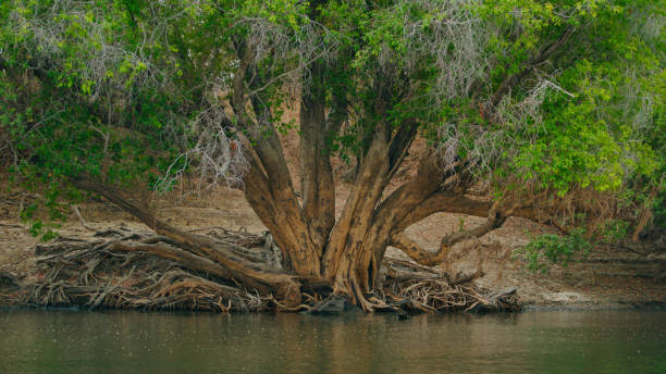 istock Giant Tree with Exposed Roots by Kafue River 2170945089