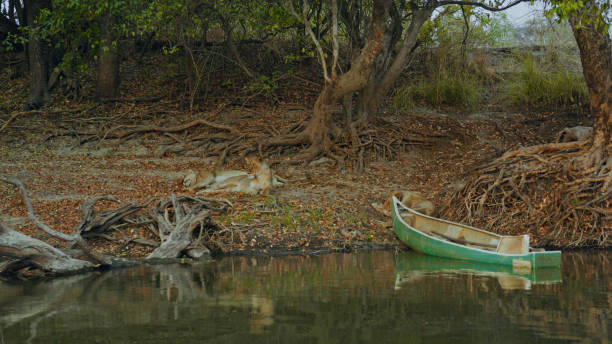 Serene Lions Resting Beside Kafue River