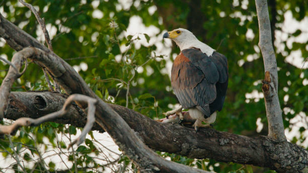 istock Regal African Fish Eagle in Kafue National Park Habitat 2170945098