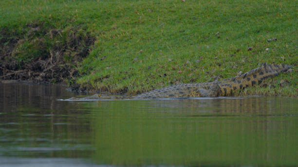 istock Nile Crocodile Lurking by Kafue River Bank 2170945099