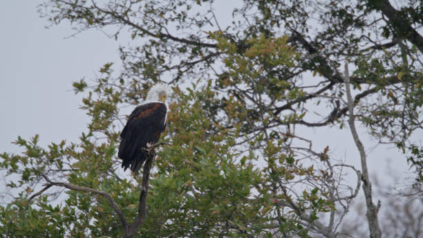 istock Majestic African Fish Eagle Perched in Kafue National Park 2170945104