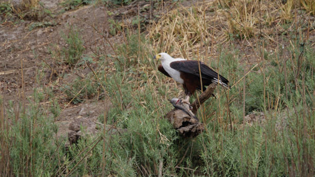 African Fish Eagle Grasping Prey in Kafue National Park