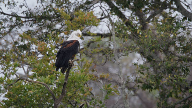 istock Majestic African Fish Eagle Perched in Kafue National Park 2170945109