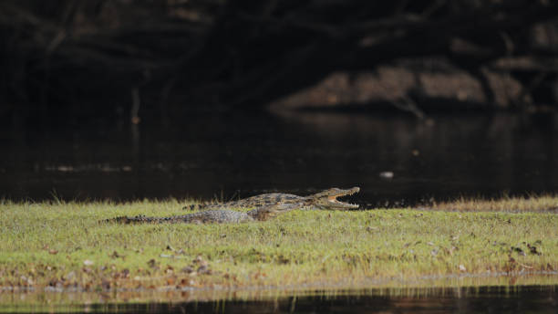 Nile Crocodile on Kafue Riverbank