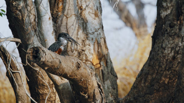 istock Giant Kingfisher Dines on Fresh Catch in Kafue National Park 2170945113