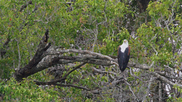 African Fish Eagle Perched in Kafue National Park