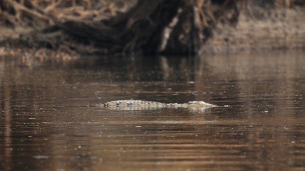Nile Crocodile Lurking in Kafue River