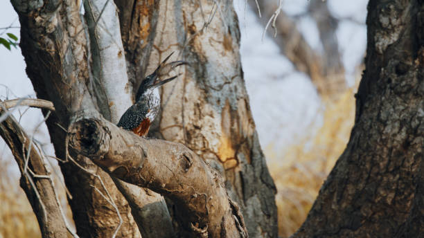 istock Giant Kingfisher Feasting on Catch at Kafue National Park 2170945122