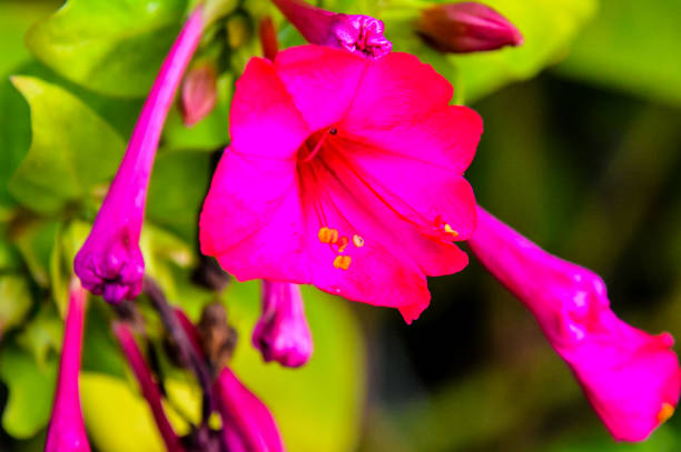 A pink flower with a yellow center. The flower is surrounded by green leaves. The flower is the main focus of the image