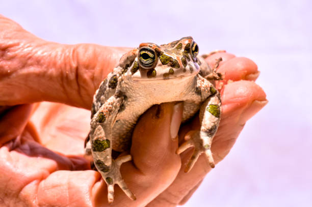 A frog is being held in a person's hand. The frog is green and brown