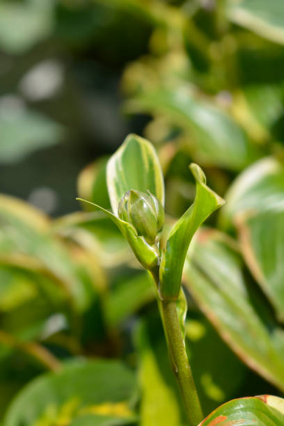 istock Plantain lily Queen Josephine 2170946055