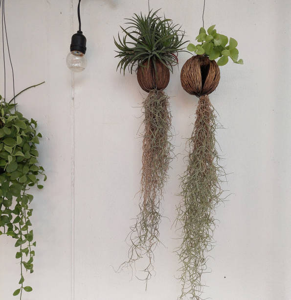 istock Ornamental air plants Tillandsia in hanging coconut shells 2170946281