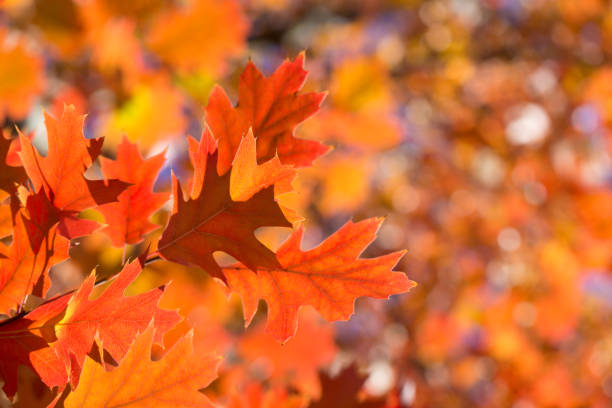 Autumn leaves on sunny day
