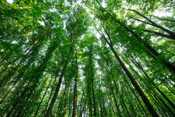 istock Forest trees. nature green wood sunlight backgrounds 2170946830