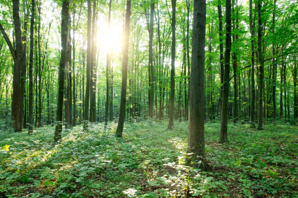 istock Forest trees. nature green wood sunlight backgrounds 2170946846