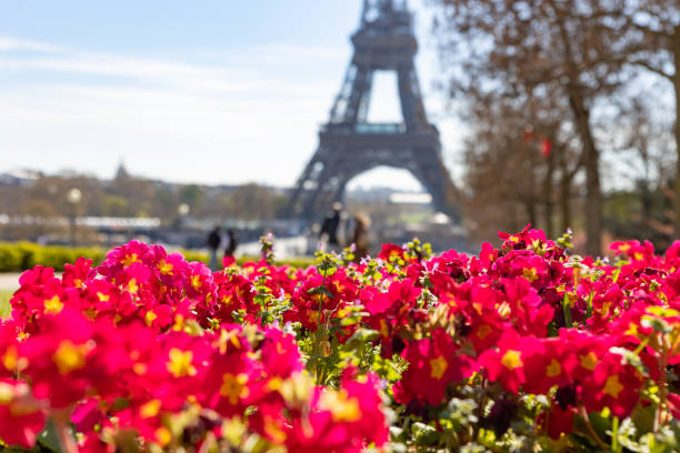 Eiffel Tower and red flowers on the foreground. Mid shot