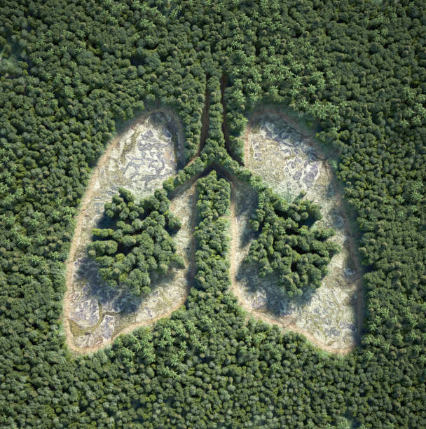 istock Aerial view of forests, with the shape of a lung inside. 2170948275
