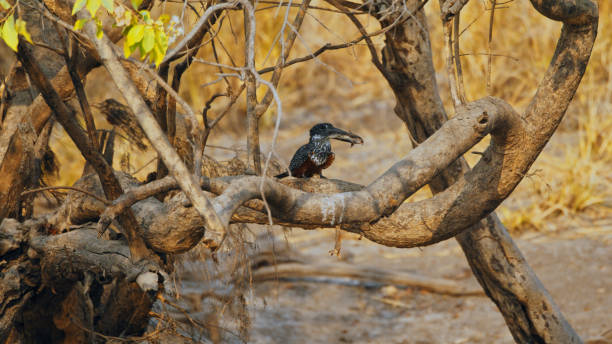 Giant Kingfisher Feeding at Kafue National Park