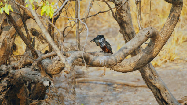 A giant kingfisher perches on a twisted branch, skillfully holding a freshly caught fish in its beak, surrounded by the dry foliage of Zambia's Kafue National Park.