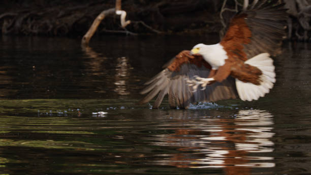 African Fish Eagle Hunting Over Kafue River