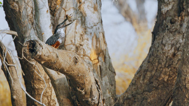 Giant Kingfisher Feasting in Kafue National Park