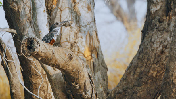 istock Giant Kingfisher Devours Fish at Kafue National Park 2170948365
